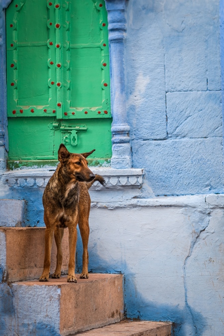 Indian street dog or stray pariah dog with green blue background in the urban city of Jodhpur, India, 2022