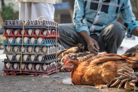 Chickens and eggs on the ground on sale at a live animal market at Juna Bazaar in Pune, India