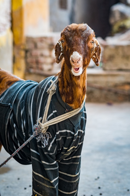 Indian goat wearing a sweater tied up in the street in the urban city of Jaipur, India, 2022