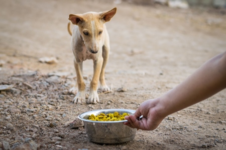 Animal rescue volunteer feeding stray Indian street puppy dog, India