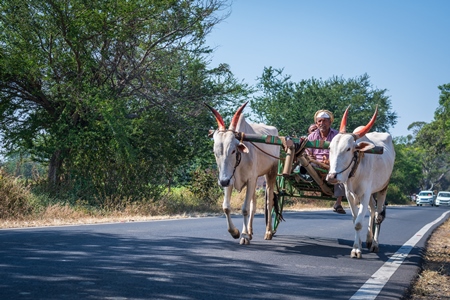 Working Indian bullocks used for animal labour pulling cart on road in rural Maharashtra, India, 2021