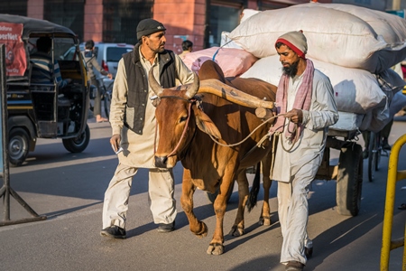 Photo of working bullock or bull used for animal labour pulling a heavy cart on the road with two men in the city of Bikaner in India, 2017