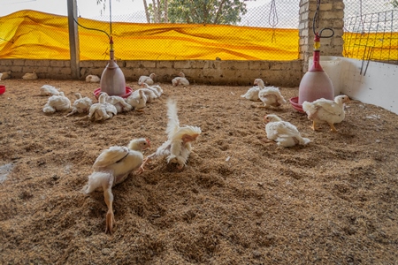 Crippled Indian broiler chickens in a shed on a poultry farm in Maharashtra in India, 2021