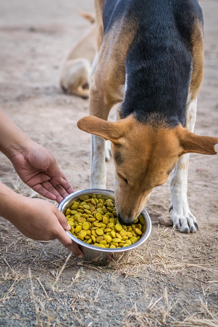 Animal rescue volunteer feeding stray Indian street dog, India