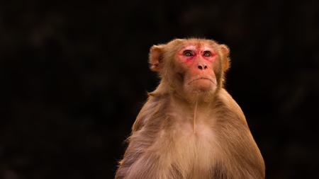 Photo of one Indian macaque monkey with dark background in India