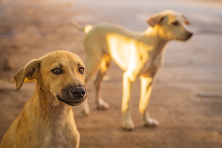 Indian stray or street puppy dogs in urban city in Maharashtra, India, 2021