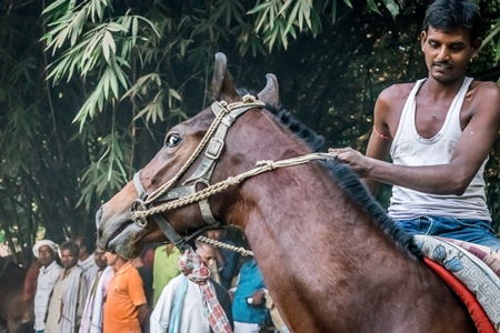Head of brown horse being ridden in a horse race at Sonepur horse fair