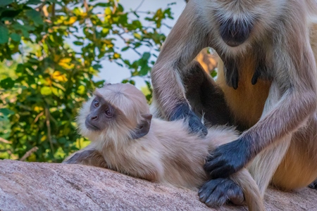 Indian gray or hanuman langur monkeys in the wild in Rajasthan in India