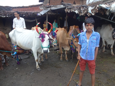 Working Indian bullocks or bulls decorated for Pola festival in Maharashtra, India celebrated by farmers by the worship of the bull
