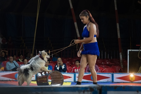 Dogs used as a performing circus animals with acrobat in the Golden Circus, Maharashtra, 2019
