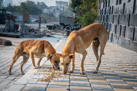 Indian street or stray dogs on road eating food given by dog feeder in urban city in Pune, India
