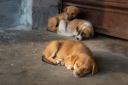 Litter of Indian stray puppies or street dog puppies dog, India