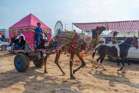 Indian camels harnessed to decorated carts to give tourist rides at Pushkar camel fair in Rajasthan in India