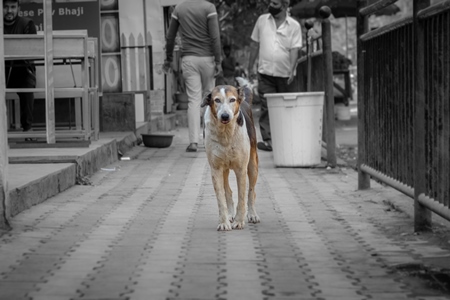 Photo of neutered or spayed Indian street dog or stray dog with notch in ear on the road in urban city in Maharashtra in India