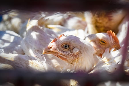 Close up of Indian broiler chickens looking out of crates at Ghazipur murga mandi, Ghazipur, Delhi, India, 2022