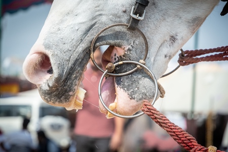 Close up of horses mouth with bit at Pushkar Camel Fair, Rajasthan, India, 2018