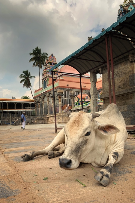 Indian street cow lying on street outside temple in India