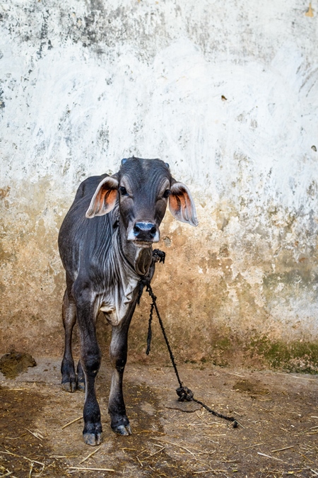 Indian brahman cow calf tied up on an urban dairy farm or tabela, Aarey milk colony, Mumbai, India, 2023