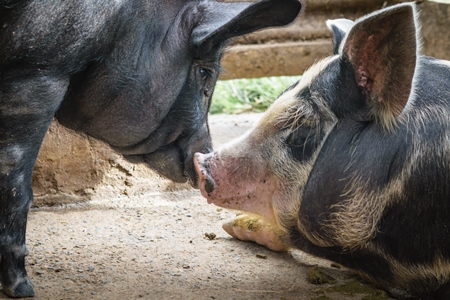 Pigs in pig pen on rural farm in Manipur