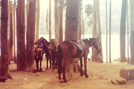 Brown saddled horses standing under trees