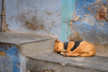 Small Indian street dog or stray pariah dog puppy on street with blue wall background, Jodhpur, India, 2022
