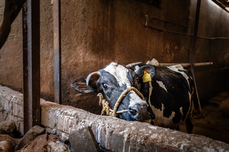 Indian dairy cow tied up on a small, dark, urban tabela, Pune, Maharashtra, India, 2024