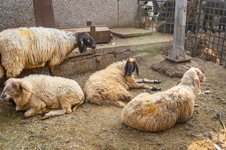 Indian sheep in an enclosure at the Ghazipur bakra mandi, Ghazipur, Delhi, India, 2022