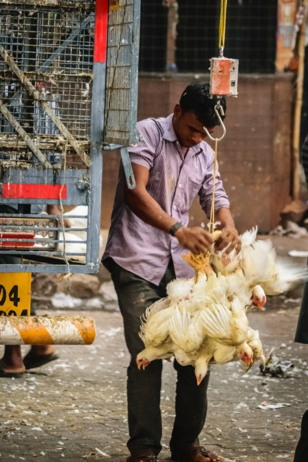 Indian broiler chickens in a bunch upside down tied with string near Crawford meat market in urban city of Mumbai, 2016