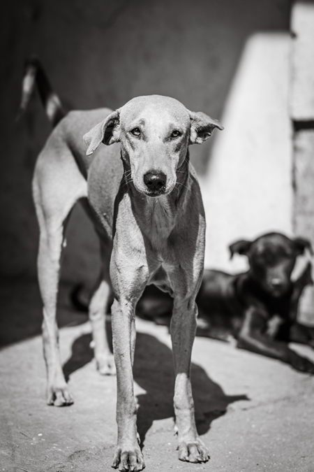 Mother Indian street dog or stray pariah dog with puppy in the street in black and white in the urban city of Jaipur, India, 2022