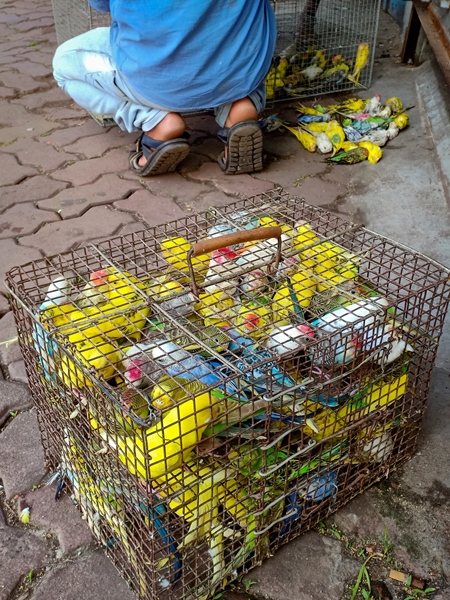 Budgerigars or parakeets crammed into cages on sale as exotic pet birds near Gallif street pet market, Kolkata, India, 2021