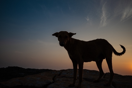 Dark silhouette of Indian street dog standing on rocks on the beach with orange sunset background in Maharashtra, India