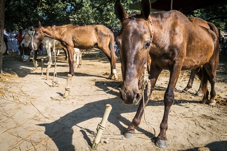 Many brown horses tied up in a line at Sonepur cattle fair
