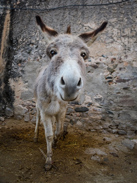 Cute grey Indian donkey on a farm in Jaipur, India, 2022