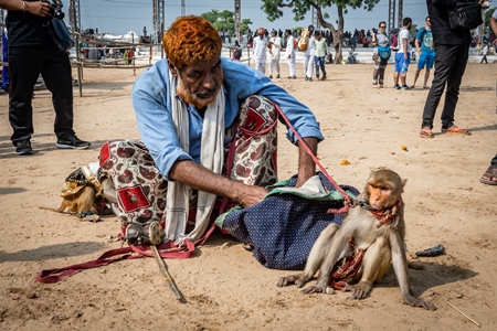 Man with dancing monkeys begging for money at Pushkar camel fair