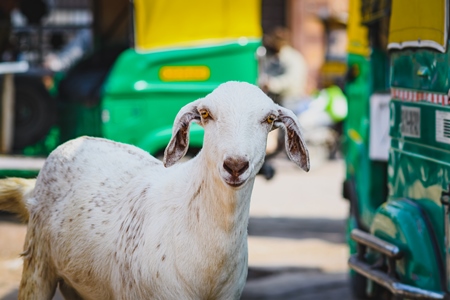 Indian goat on the street with green rickshaws in background, Jodhpur, Rajasthan, India, 2022