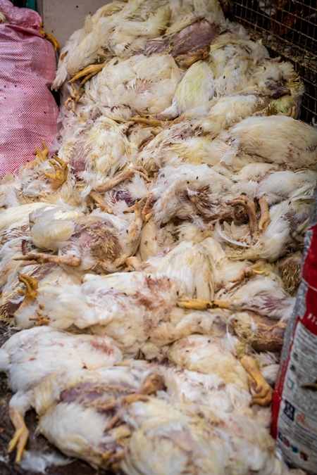 Pile of dead chickens on the ground outside a chicken shop in the city of Pune, India, 2019