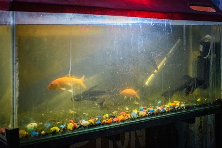 Dirty fish aquarium or tank with goldfish, Jodhpur, Rajasthan, India, 2022