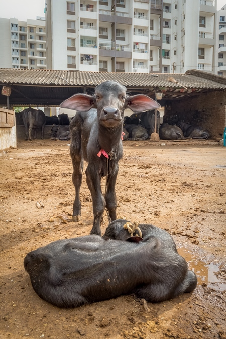 Farmed Indian buffalo calves  on a large urban dairy farm in a city in Maharashtra, India