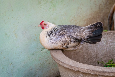 Chicken in a village in rural Bihar, India