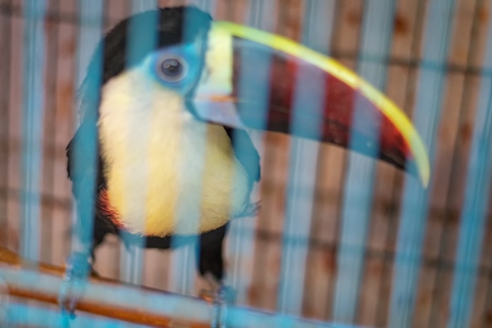 Toucan exotic bird in cage on sale at Crawford pet market in Mumbai, India