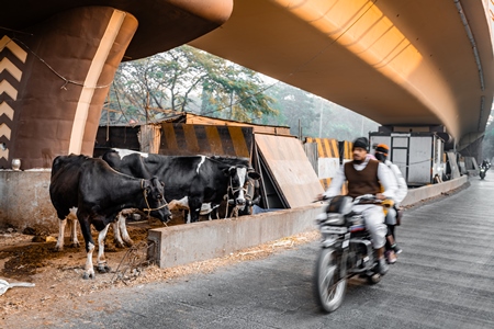 Indian dairy cows on an urban tabela in the divider of a busy road, Pune, Maharashtra, India, 2024