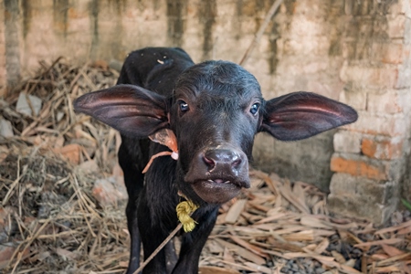 Small sad Indian buffalo calf tied up on a dairy farm in Bihar, India, 2017