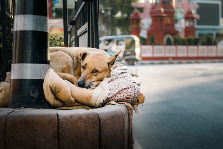 Indian street dog or stray pariah dog sleeping on blanket in the road, Ajmer, Rajasthan, India, 2022