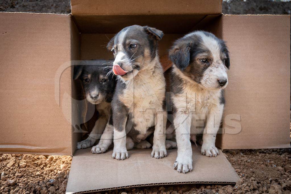 Cardboard box of three small abandoned street puppies in an urban city