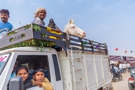Truck transporting Indian horses at a horse fair inside Pushkar camel fair in Pushkar, Rajasthan in India