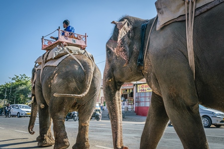 Elephants used for entertainment tourist ride walking on street in Jaipur