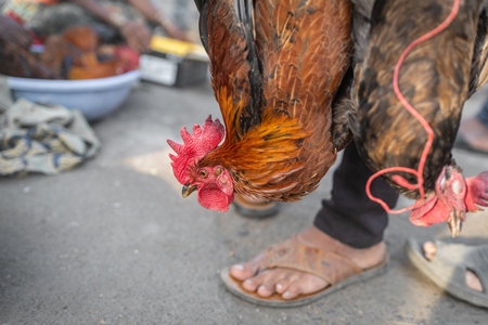 Indian chickens tied together and carried upside down for sale at Wagholi bird market, Pune, Maharashtra, India, 2024