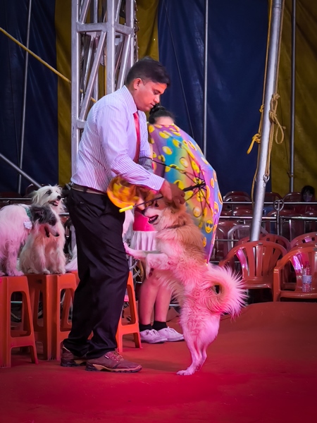 Performing dog being dressed in costume at a show by Rambo Circus in Pune, Maharashtra, India, 2021