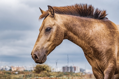 Indian horse used for animal labour by nomads grazing in a field on the outskirts of a city in Maharashtra, India, 2021