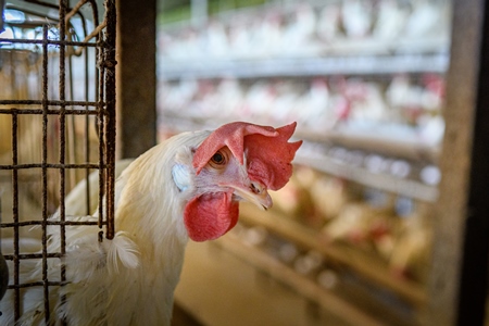 Indian chicken or layer hen looks out from a wire battery cage  on an egg farm on the outskirts of Ajmer, Rajasthan, India, 2022